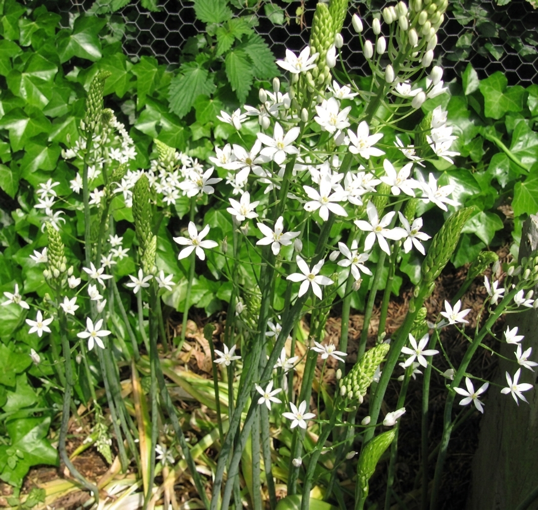 Ornithogalum ponticum 'Sochi'